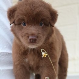 Australian Shepherd Puppies from Kiki's Aussies