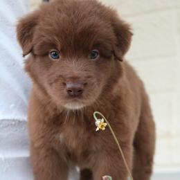 Australian Shepherd Puppies from Kiki's Aussies