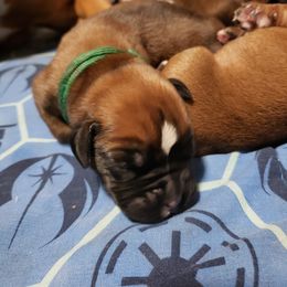 Boxer Puppies from SmashBox Kennel