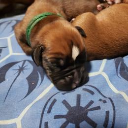 Boxer Puppies from SmashBox Kennel