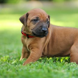 Lainey - Rd whtn blk nose female Rhodesian Ridgeback puppy in Round Rock, Texas from Lone Star Ridgebacks