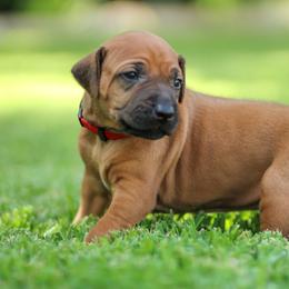 Lainey - Rd whtn blk nose female Rhodesian Ridgeback puppy in Round Rock, Texas from Lone Star Ridgebacks