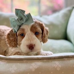Juniper - Red female Australian Labradoodle puppy in Summerfield, North Carolina from Four Oaks Labradoodles