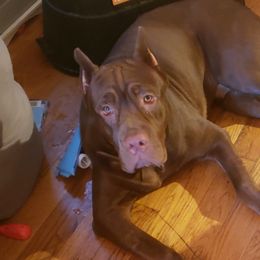Chewee - Cane Corso