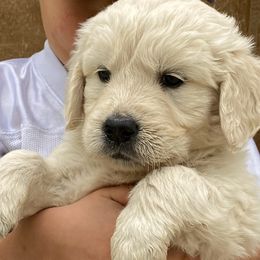 Golden Retriever Puppies from Risa’s Goldens