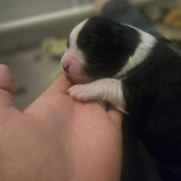 Vera - Black tri-color female Australian Shepherd puppy in Kingman, Arizona from Long Mt Aussies
