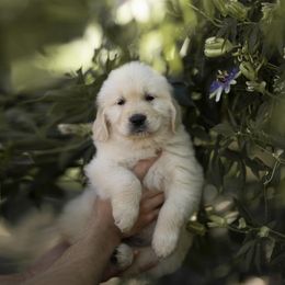 Cavalier King Charles Spaniel and Golden Retriever Puppies from Tsarevich Goldens and Cavaliers