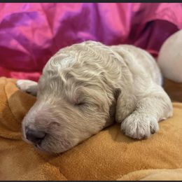 Girl 5 - Cafe au lait Poodle puppy in Pensacola, Florida from Frida Farms