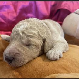 Girl 5 - Cafe au lait Poodle puppy in Pensacola, Florida from Frida Farms