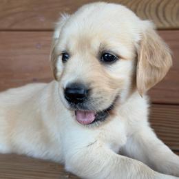 Maverick - Light golden male Golden Retriever puppy in Doniphan, Missouri from Stockford’s Golden Retrievers