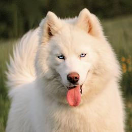Lune - Siberian Husky
