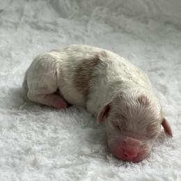 Boy 1 - Parti male Poodle puppy in Somerset, Ohio from Odyssey Pups