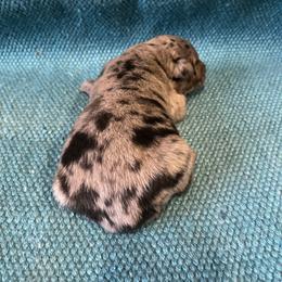 Batman - Blue merle male Australian Shepherd puppy in Whitwell, Tennessee from Owl Hollow Farm