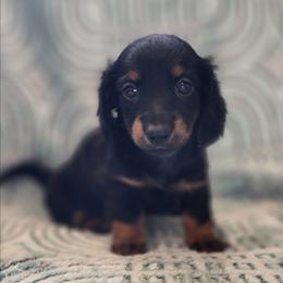 Claudia - Black and tan female Dachshund puppy in Goodman, Missouri from Jessica's Dashing Dachsunds and Chihuahuas