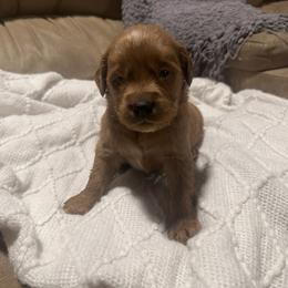 Bodie - Apricot male Goldendoodle puppy in Graham, North Carolina from Geise Meadow Doodles