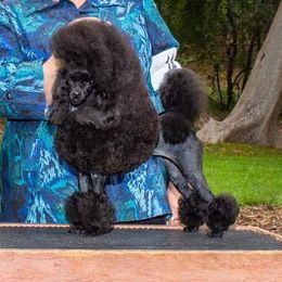 Nikki - Poodle