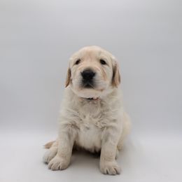 Boy 1 - Golden Retriever puppy in League City, Texas from Wild Hearts Goldens