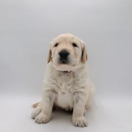 Boy 1 - Golden Retriever puppy in League City, Texas from Wild Hearts Goldens