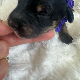 Purple collar bern - Tri-color female Bernedoodle puppy in Mc Henry, Maryland from TLC by the Lake Standard Poodle and Doodles