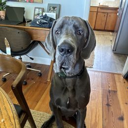 Gus - Blue male Great Dane puppy in Denison, Texas from Hundeity Great Danes