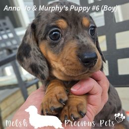 Puppy 6 by Birth order ( Boy 1 ) - Dapple male Dachshund puppy in Anamosa, Iowa from Melsh Precious Pets