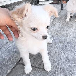 Chihuahua Puppies from Petite Pups LLC