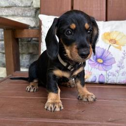 Gray - Black and tan female Dachshund puppy in New Caney, Texas from Liberty Dachs
