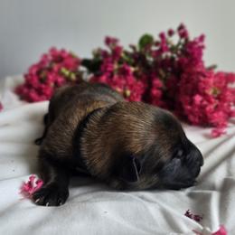 Belgian Malinois Puppies from Rose Kennels