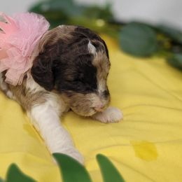 Goldendoodles from American Goldendoodles LLC