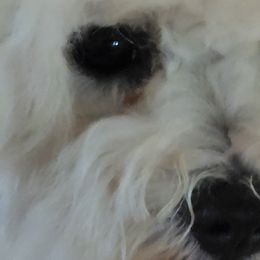 Pink - Bichon Frise
