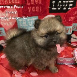 Frosty - Cream sable male Pomeranian puppy in Sanford, Florida from Serena's Poms