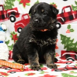 Orange collar - Bi-color male German Shepherd puppy in Ramsey, Illinois from Haus-Farr German Shepherds