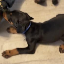 Pacco - Black and rust male Doberman Pinscher puppy in Youngsville, North Carolina from di Casa Ortiz German Shepherds