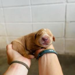 Waffles - Golden female Golden Retriever puppy in Magnolia, Mississippi from Magnolia Farm