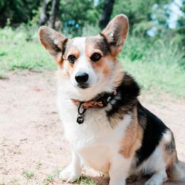 Ranger - Pembroke Welsh Corgi