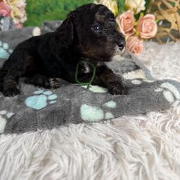 Flower - Phantom male Goldendoodle puppy in Lake Panasoffkee, Florida from Donnas Deluxe Doodles LLC