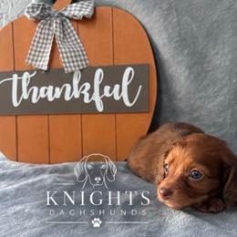 Ol Red 3,300 - Red male Dachshund puppy in Brandon, Florida from Knights Dachshunds