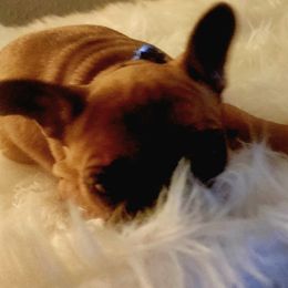 French Bulldog Puppies from Ma Chérie French Bulldogs