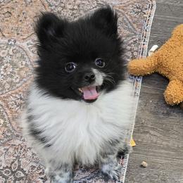 Tux - Blue merle male Pomeranian puppy in Bells, Texas from Lollipoppoms