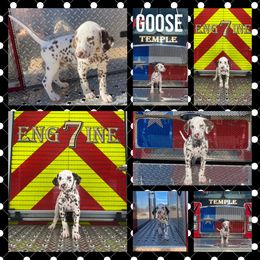 Boy 5 - White and liver brown Dalmatian puppy in Waxahachie, Texas from Tiff’s Dalmatian Plantation