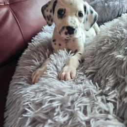 Myling (LUA) - White and black female Dalmatian puppy in Salem, Missouri from Paradise Spots Dalmatians