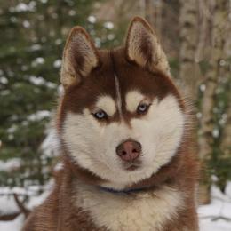 Sherlock - Siberian Husky