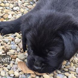 Jett - Black female Labrador Retriever puppy in Greenwich, Ohio from Pure Gem Kennel
