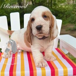 Summit - Red and white female Basset Hound puppy in Dingess, West Virginia from Tuckers' Howling Hounds