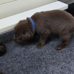 Dark Blue Collar - Chocolate male Labrador Retriever puppy in Shrewsbury, Massachusetts from Inna's Labrador Retrievers