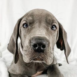 Dachshund, Great Dane, and Yorkshire Terrier Puppies from WZ Kennels