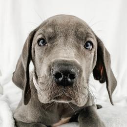 Dachshund, Great Dane, and Yorkshire Terrier Puppies from WZ Kennels