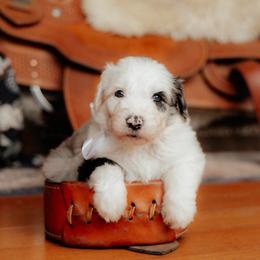 Bubbly - Blue merle and white female Sheepadoodle puppy in Vernonia, Oregon from Life Unleashed Farm