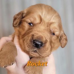 Rocket - Dark golden male Golden Retriever puppy in Scurry, Texas from 07 Seven Oaks Goldens and Doodles