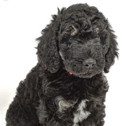 Poodle Puppies from DoodleHaven